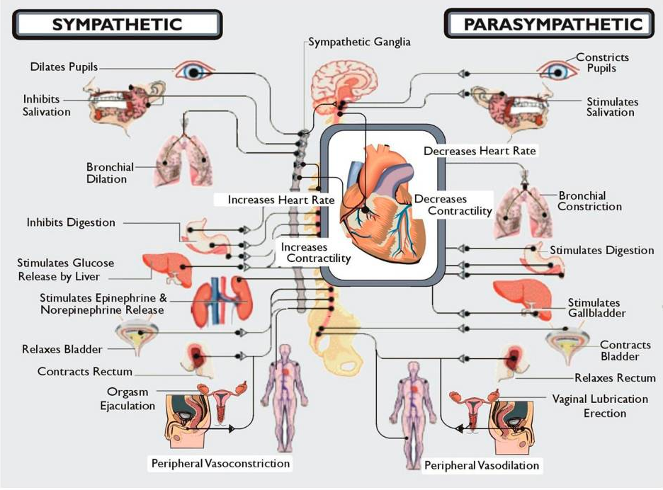 Patofisiologi dari penyakit hipertensi